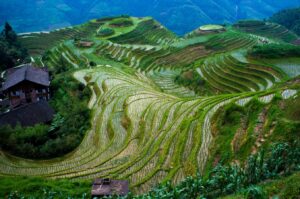 Rice Fields in China